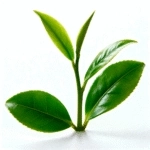 L-Theanine for Calm Focus